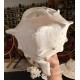 Plain Conch Shell,  powerful ancient healing (therapeutic) instrument,     Trumpet Shell Cassis Cornuta, White Color - Extra Large Size