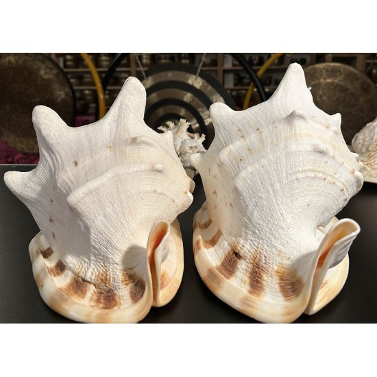 Plain Conch Shell,  powerful ancient healing (therapeutic) instrument,     Trumpet Shell Cassis Cornuta, White Color - Extra Large Size