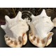 Plain Conch Shell,  powerful ancient healing (therapeutic) instrument,     Trumpet Shell Cassis Cornuta, White Color - Extra Large Size