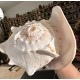 Plain Conch Shell,  powerful ancient healing (therapeutic) instrument,     Trumpet Shell Cassis Cornuta, White Color - Extra Large Size