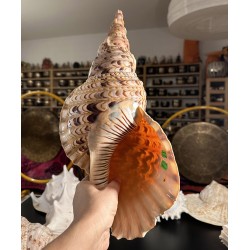Plain Conch Shell,  powerful ancient healing (therapeutic) instrument,     Trumpet Shell Charonia Tritonis, Orange and White  Color - Extra Large Size