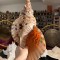 Plain Conch Shell,  powerful ancient healing (therapeutic) instrument,     Trumpet Shell Charonia Tritonis, Orange and White  Color - Extra Large Size