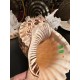 Plain Conch Shell,  powerful ancient healing (therapeutic) instrument,     Trumpet Shell Charonia Tritonis, Orange and White  Color - Extra Large Size