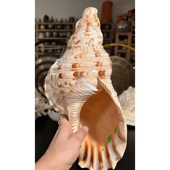 Plain Conch Shell,  powerful ancient healing (therapeutic) instrument,     Trumpet Shell Charonia Tritonis, Orange and White  Color - Extra Large Size