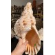 Plain Conch Shell,  powerful ancient healing (therapeutic) instrument,     Trumpet Shell Charonia Tritonis, Orange and White  Color - Extra Large Size