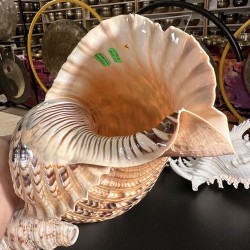 Plain Conch Shell, powerful ancient healing (therapeutic) instrument, Trumpet Shell Charonia Tritonis, Orange and White Color - Extra Large Size Plain Conch Shell, powerful ancient healing (therapeutic) instrument, Trumpet Shell Charonia Tritonis, Orange and White Color - Extra Large Size