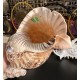 Plain Conch Shell,  powerful ancient healing (therapeutic) instrument,     Trumpet Shell Charonia Tritonis, Orange and White  Color - Extra Large Size