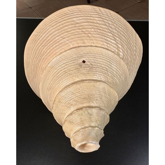 Plain Conch Shell,  powerful ancient healing (therapeutic) instrument,     Trumpet Shell Sirynx Aruanus, Cream Color - Extra Large Size