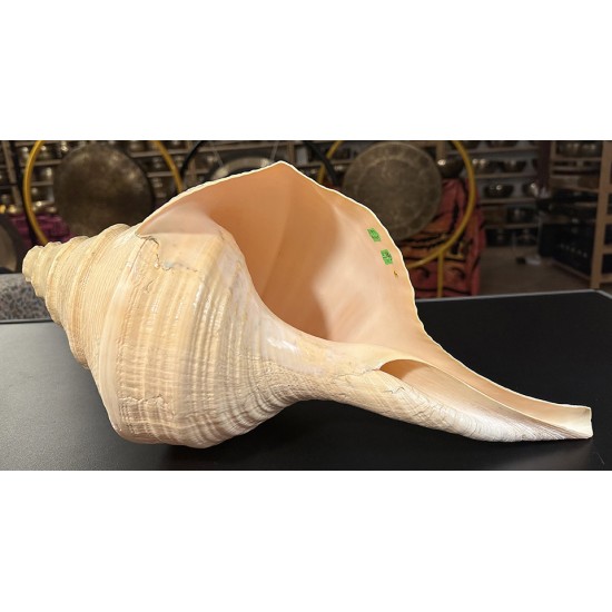 Plain Conch Shell,  powerful ancient healing (therapeutic) instrument,     Trumpet Shell Sirynx Aruanus, Cream Color - Extra Large Size