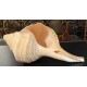 Plain Conch Shell,  powerful ancient healing (therapeutic) instrument,     Trumpet Shell Sirynx Aruanus, Cream Color - Extra Large Size