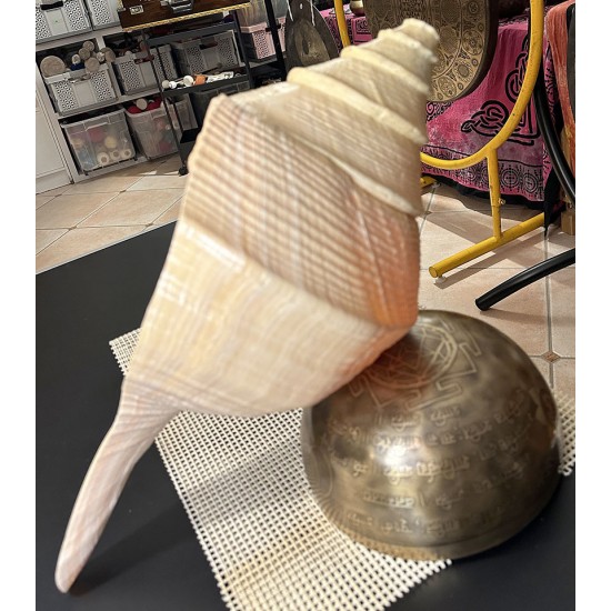 Plain Conch Shell,  powerful ancient healing (therapeutic) instrument,     Trumpet Shell Sirynx Aruanus, Cream Color - Extra Large Size
