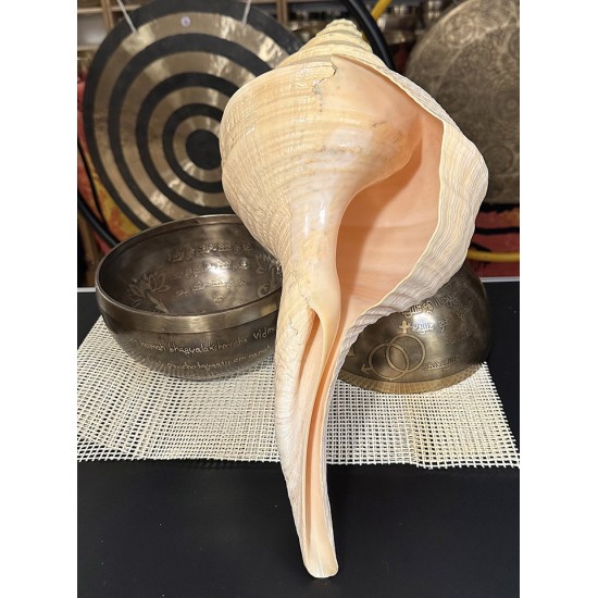 Plain Conch Shell,  powerful ancient healing (therapeutic) instrument,     Trumpet Shell Sirynx Aruanus, Cream Color - Extra Large Size