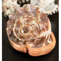 Plain Conch Shell,  powerful ancient healing (therapeutic) instrument,     Trumpet Shell Cassis Rufa, Orange Color - Medium Size