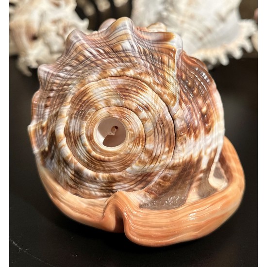 Plain Conch Shell,  powerful ancient healing (therapeutic) instrument,     Trumpet Shell Cassis Rufa, Orange Color - Medium Size