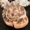 Plain Conch Shell,  powerful ancient healing (therapeutic) instrument,     Trumpet Shell Cassis Rufa, Orange Color - Medium Size