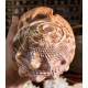 Plain Conch Shell,  powerful ancient healing (therapeutic) instrument,     Trumpet Shell Cassis Rufa, Orange Color - Medium Size