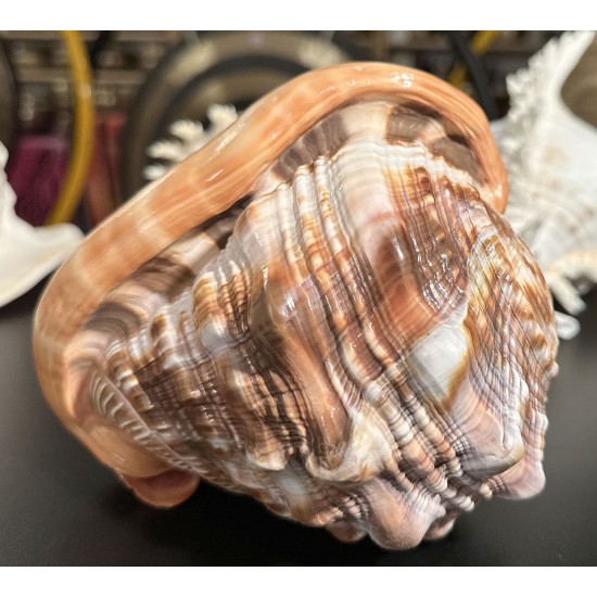 Plain Conch Shell,  powerful ancient healing (therapeutic) instrument,     Trumpet Shell Cassis Rufa, Orange Color - Medium Size