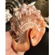 Plain Conch Shell,  powerful ancient healing (therapeutic) instrument,     Trumpet Shell Cassis Rufa, Orange Color - Medium Size