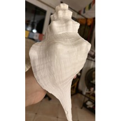 Plain Conch Shell,  powerful ancient healing (therapeutic) instrument,     Trumpet Shell Pleuroloca Gigantea, White Color - Large Size
