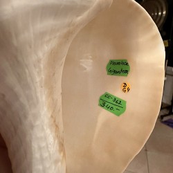 Plain Conch Shell, powerful ancient healing (therapeutic) instrument, Trumpet Shell Pleuroloca Gigantea, White Color - Large Size Plain Conch Shell, powerful ancient healing (therapeutic) instrument, Trumpet Shell Pleuroloca Gigantea, White Color - Large Size