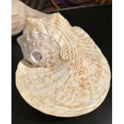 Plain Conch Shell,  powerful ancient healing (therapeutic) instrument,     Trumpet Shell Strombus Goliath, White Color - Medium Size