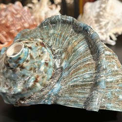 Plain Conch Shell,  powerful ancient healing (therapeutic) instrument,     Trumpet Shell Turbo Marmoratus, Blue and White Color - Medium Size