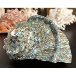 Plain Conch Shell,  powerful ancient healing (therapeutic) instrument,     Trumpet Shell Turbo Marmoratus, Blue and White Color - Medium Size