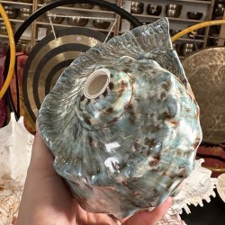 Plain Conch Shell, powerful ancient healing (therapeutic) instrument, Trumpet Shell Turbo Marmoratus, Blue and White Color - Medium Size Plain Conch Shell, powerful ancient healing (therapeutic) instrument, Trumpet Shell Turbo Marmoratus, Blue and White Color - Medium Size