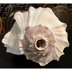 Plain Conch Shell,  powerful ancient healing (therapeutic) instrument,     Trumpet Shell Busicon Contrarium, White Color - Medium Size