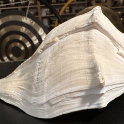 Plain Conch Shell, powerful ancient healing (therapeutic) instrument, Trumpet Shell Busicon Contrarium, White Color - Medium Size Plain Conch Shell, powerful ancient healing (therapeutic) instrument, Trumpet Shell Busicon Contrarium, White Color - Medium Size