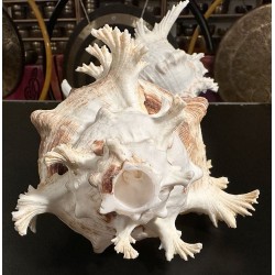 Plain Conch Shell,  powerful ancient healing (therapeutic) instrument,     Trumpet Shell Murex Ramosus, White Color - Large Size