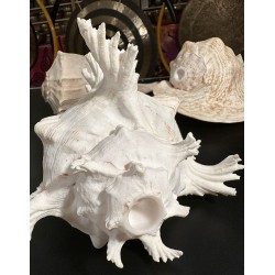 Plain Conch Shell,  powerful ancient healing (therapeutic) instrument,     Trumpet Shell Murex Ramosus, White Color - Extra Large Size